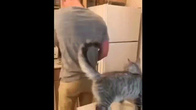 猫咪的可(沙)爱(雕)瞬间